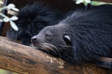 Şirin pofuduk Binturong, ayı kedi.