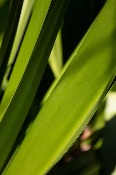 Beleza Natureza Curva Folha Verde Fresca Mostrando Detalhes Sobre Textura — Fotografia de Stock