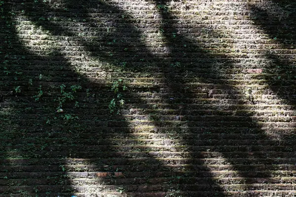 Ombra Dell Albero Sul Muro Mattoni Rustico — Foto Stock