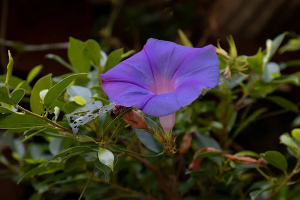 Belles Fleurs Blooming Morning Glory Dans Jardin — Photo