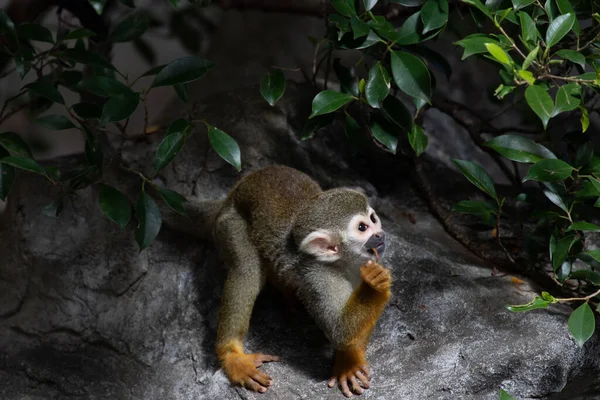 Cerca Common Squirrel Monkey Saimiri Sciureus — Foto de Stock