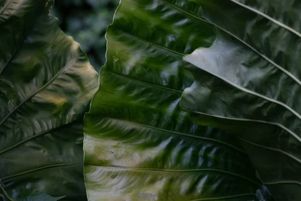 Краса Природи Крива Свіже Зелене Листя Показує Деталі Текстурі Патерні — стокове фото