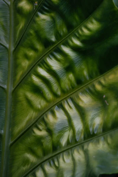 Természet Szépsége Friss Zöld Levél Görbéje Textúra Minta Részleteinek Bemutatása — Stock Fotó