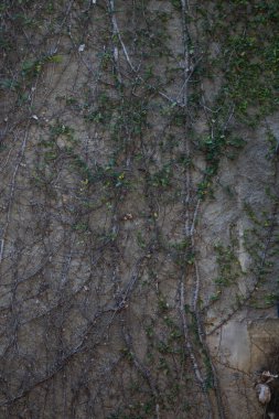 Kırsal konfigürasyon duvarındaki yeşil kaleciyi kapat.