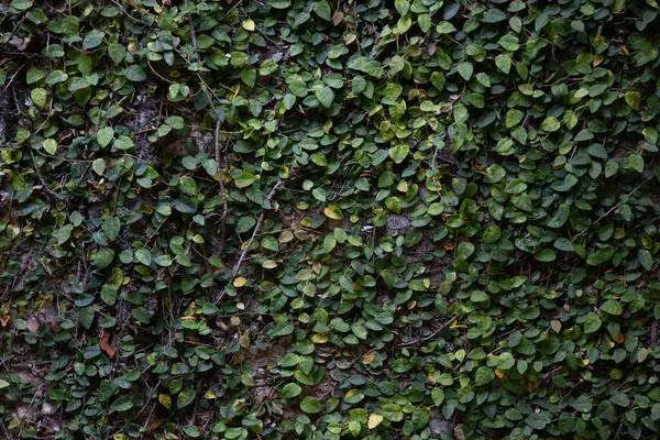 Groene Klimplant Bladeren Muur Achtergrond — Stockfoto