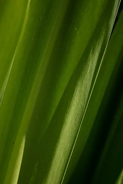 Schoonheid Van Natuur Kromme Van Verse Groene Bladeren Met Details — Stockfoto