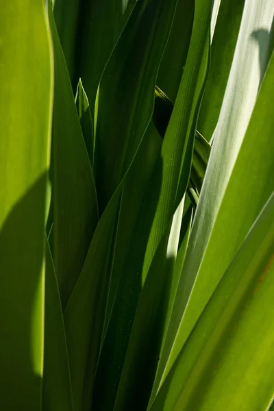 Beleza Natureza Curva Folha Verde Fresca Mostrando Detalhes Sobre Textura — Fotografia de Stock