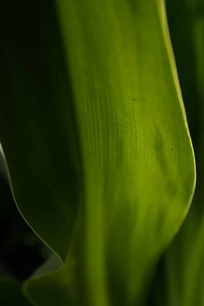 Краса Природи Крива Свіже Зелене Листя Показує Деталі Текстурі Патерні — стокове фото