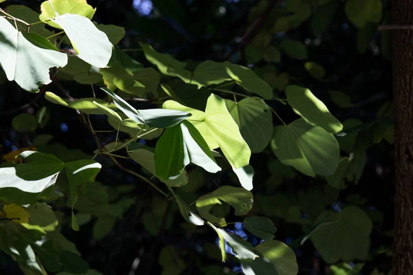 Beleza Natureza Curva Folha Verde Fresca Mostrando Detalhes Sobre Textura — Fotografia de Stock