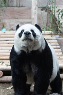 Close up a sweet face of female panda in Thailand, Lin Hui