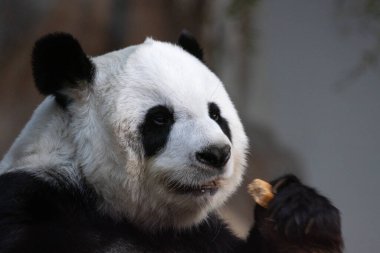Tayland 'da pofuduk panda portresi, Lin Hui