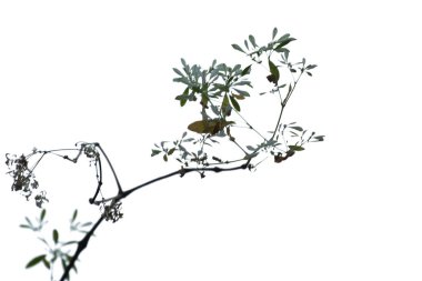 Bulanık Minik Beyaz çiçekler Gökyüzünün arka planında