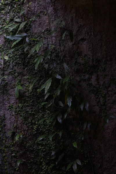 Pianta Verde Sulla Parete Rustica Concreate Giardino — Foto Stock