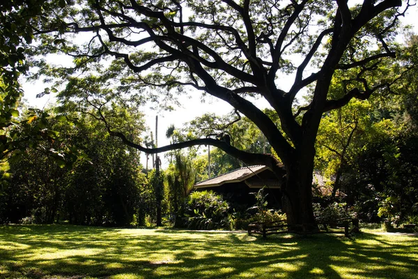 Serenidade Paisagem Pacífica Árvore Grande Uma Pequena Casa Campo — Fotografia de Stock