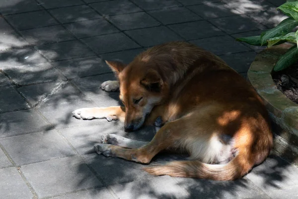 Happy Dog Tomando Banho Sol — Fotografia de Stock