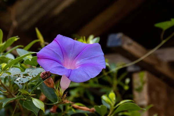 Mooie Bloemen Tuin — Stockfoto