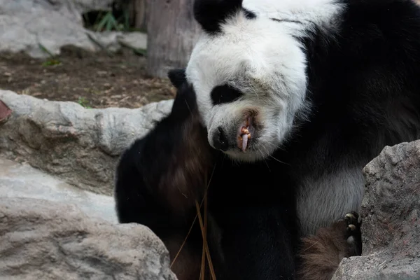 Funny Pose Fluffy Panda Thiland — Zdjęcie stockowe