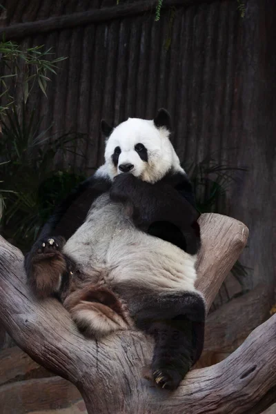 Vicces Pose Fluffy Panda Tiföldön — Stock Fotó