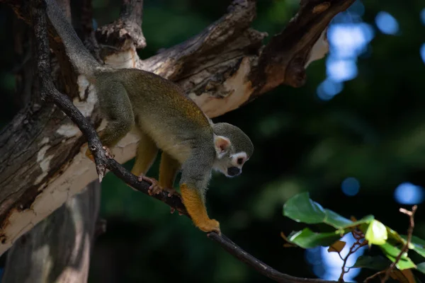 Nahaufnahme Eichhörnchen Affe — Stockfoto