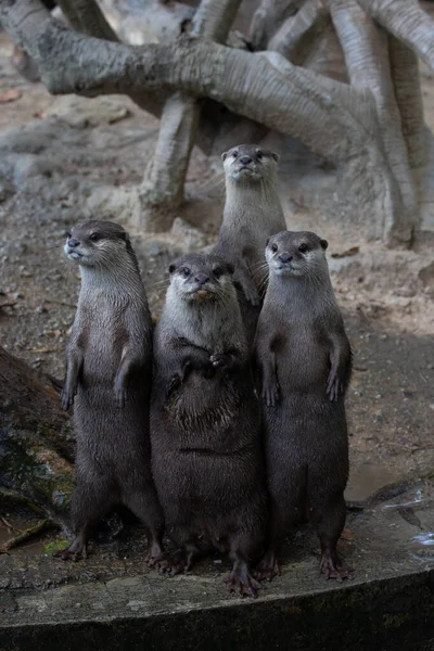 Funny Pose Asian Small Clawed Otter — стоковое фото