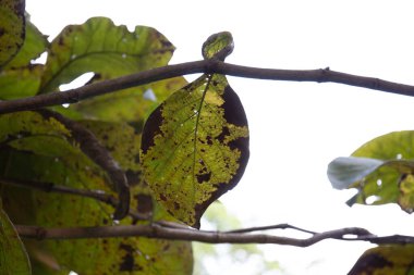Doğanın Güzelliği, Kurumuş yaprakların soyut formu, Doku ve Şablon detaylarını gösteriyor