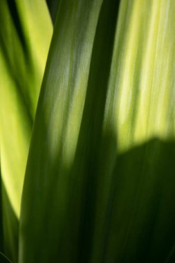 Doğa Güzeli, Taze Yeşil Yaprak Eğrisi, Doku ve Desen 'in detaylarını gösteriyor 