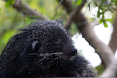 Şirin pofuduk Binturong, ayı kedi.