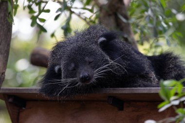 Şirin pofuduk Binturong, ayı kedi.