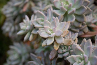 Bahçedeki yeşil sulu şeyi kapat.