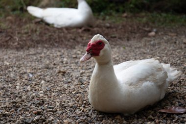 Green yard 'da Tek Beyaz Muscovy Duck' ın yakın çekimi.