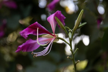 Güzel Mor Çiçek, Bauhinia Hong Kong Orkide Ağacı veya Orkide Bauhinia , 
