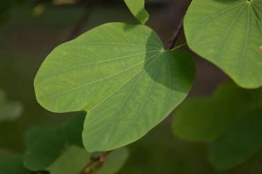 Brezilya 'ya özgü yeşil yaprak, Bauhinia forficata)