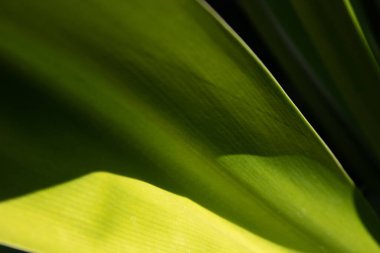 Doğa Güzeli, Taze Yeşil Yaprak Eğrisi, Doku ve Desen 'in detaylarını gösteriyor