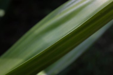 Doğa Güzeli, Taze Yeşil Yaprak Eğrisi, Doku ve Desen 'in detaylarını gösteriyor