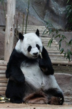 Yumuşak Panda Yeme Bambu filizi