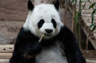 Yumuşak Panda Yeme Bambu filizi