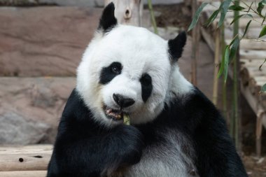 Yumuşak Panda Yeme Bambu filizi