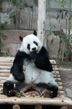 Yumuşak Panda Yeme Bambu filizi