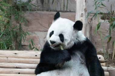 Yumuşak Panda Yeme Bambu filizi