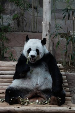 Yumuşak Panda Yeme Bambu filizi