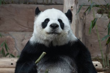 Şirin Yumuşak Panda