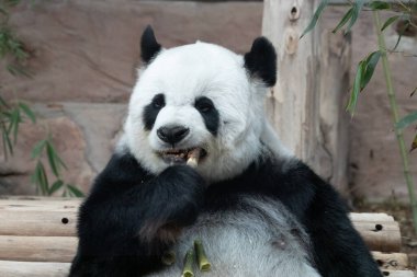 Bambu yiyerek Panda Profilini kapat