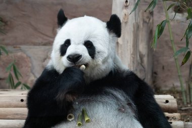 Bambu yiyerek Panda Profilini kapat