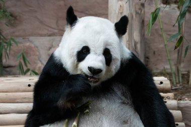 Yumuşak Panda Çiğneyen Bambu filizini kapatın