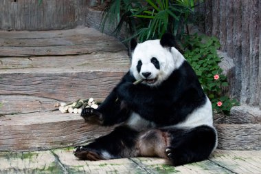 Tayland 'da pofuduk pandayı kapat, Lin Hui