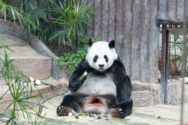 Yumuşak Panda bambu filizini tutuyor.