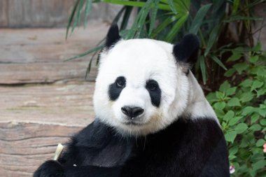 Yumuşak Panda bambu filizini tutuyor.