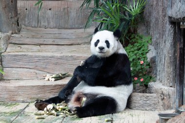 Tüylü tombul panda oturuyor, bambu yiyor.