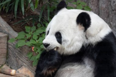 Tüylü Panda Bambu Yiyen Panda 'yı kapat