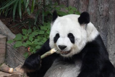 A Happy Panda Eating Bamboo
